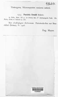 Puccinia cesatii image